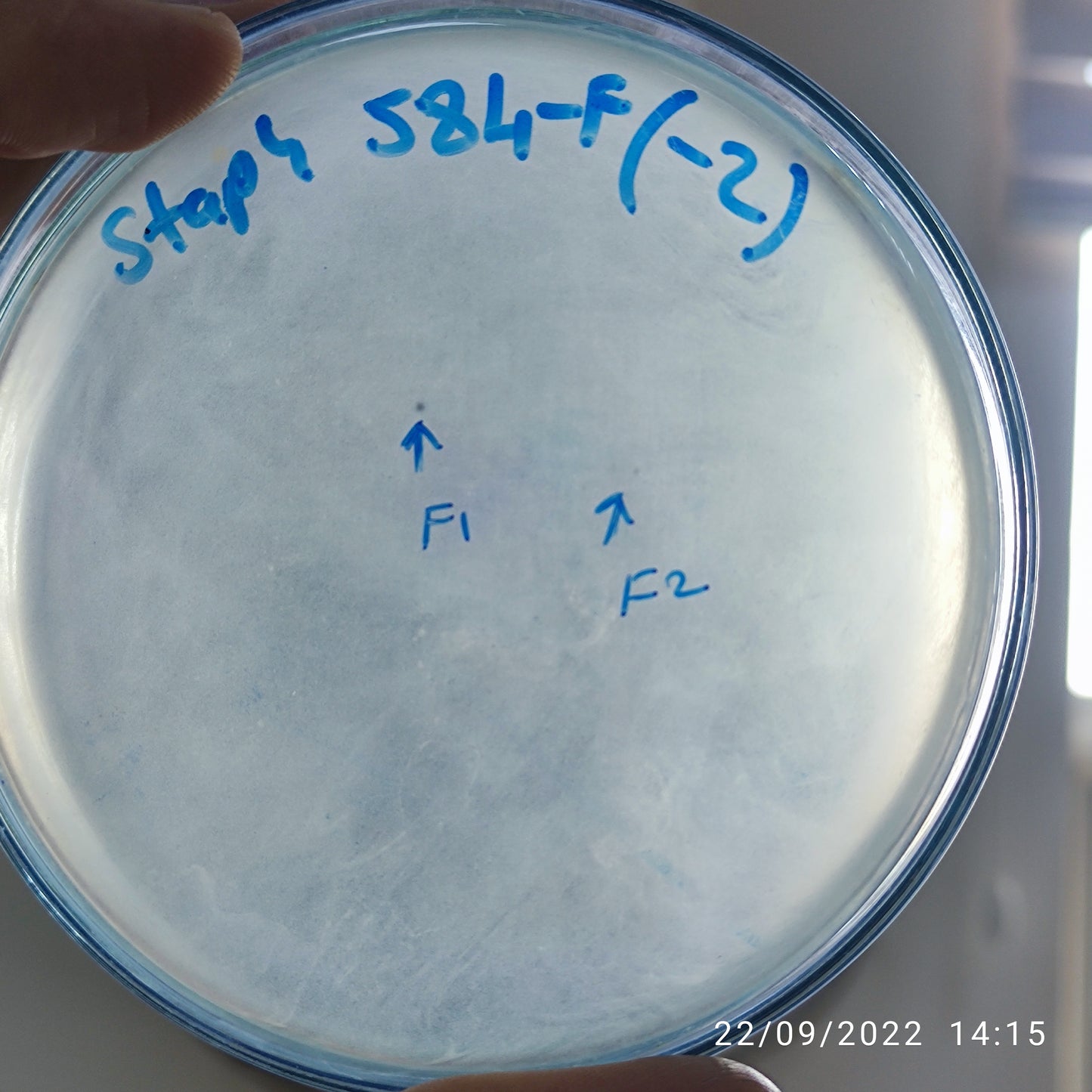 Staphylococcus aureus bacteriophage 152584F