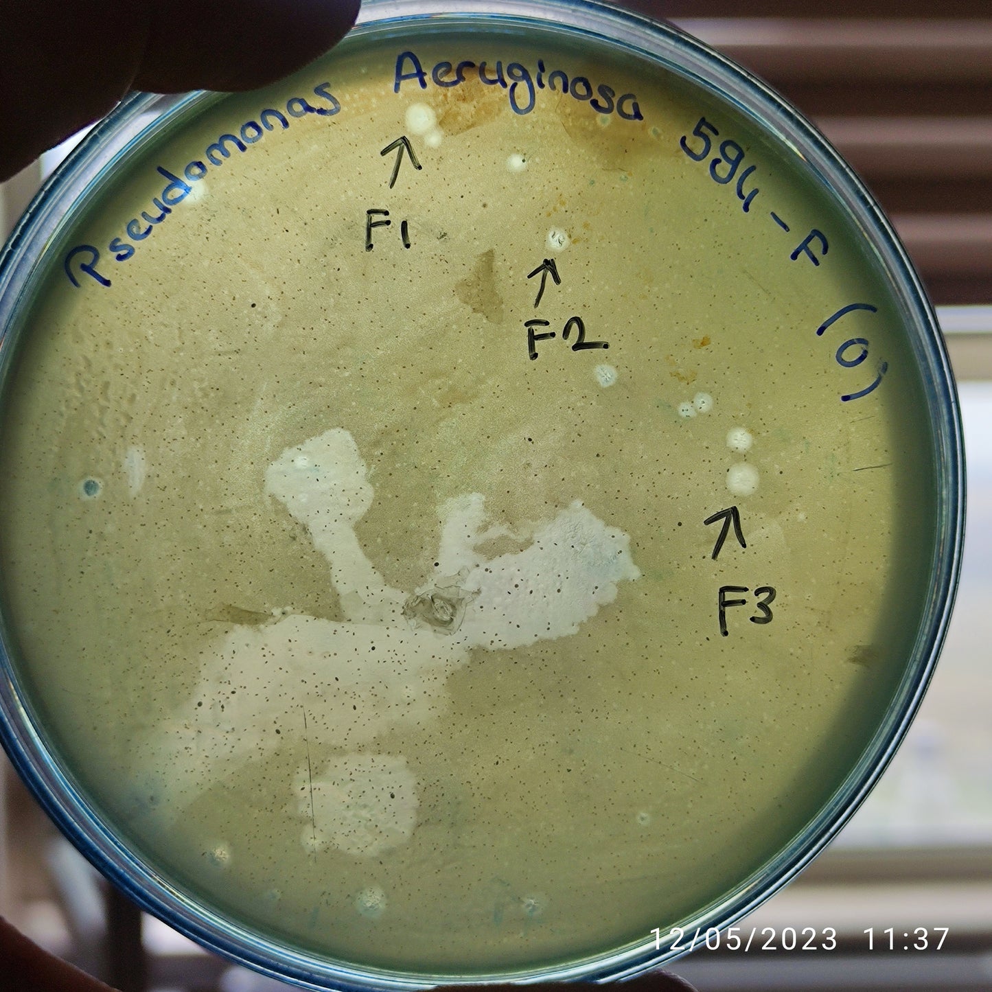 Pseudomonas aeruginosa bacteriophage 130594F