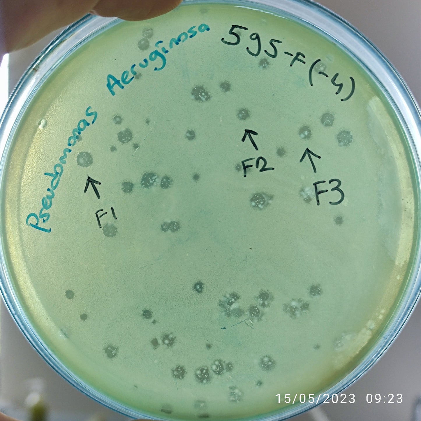 Pseudomonas aeruginosa bacteriophage 130595F