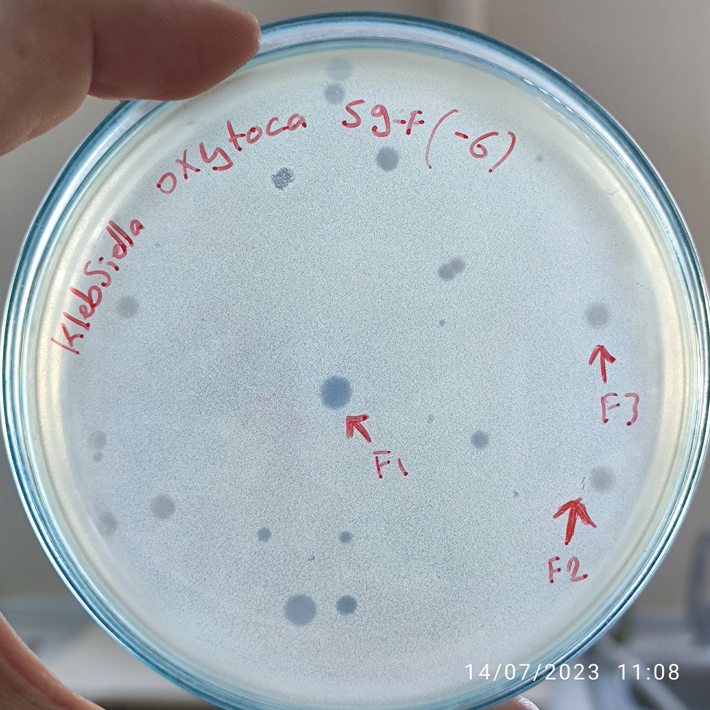 Klebsiella oxytoca bacteriophage 188059F