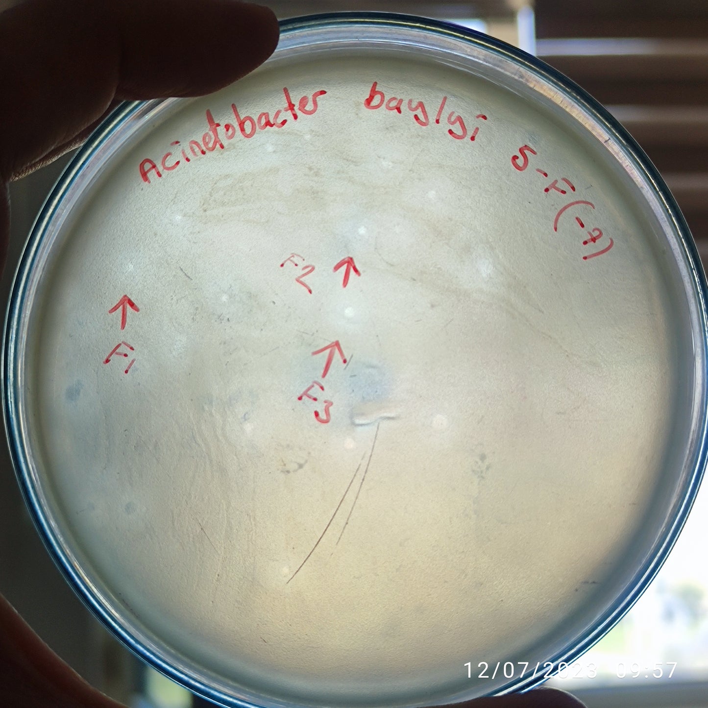 Acinetobacter baylyi bacteriophage 128005F