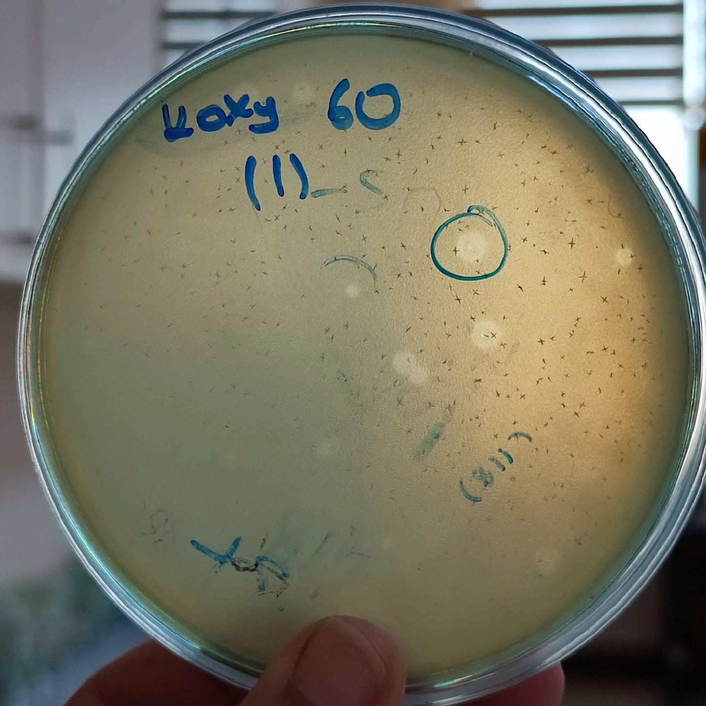 Klebsiella oxytoca bacteriophage 188060D