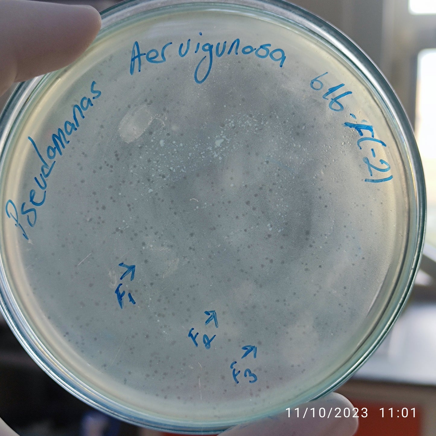 Pseudomonas aeruginosa bacteriophage 130616F