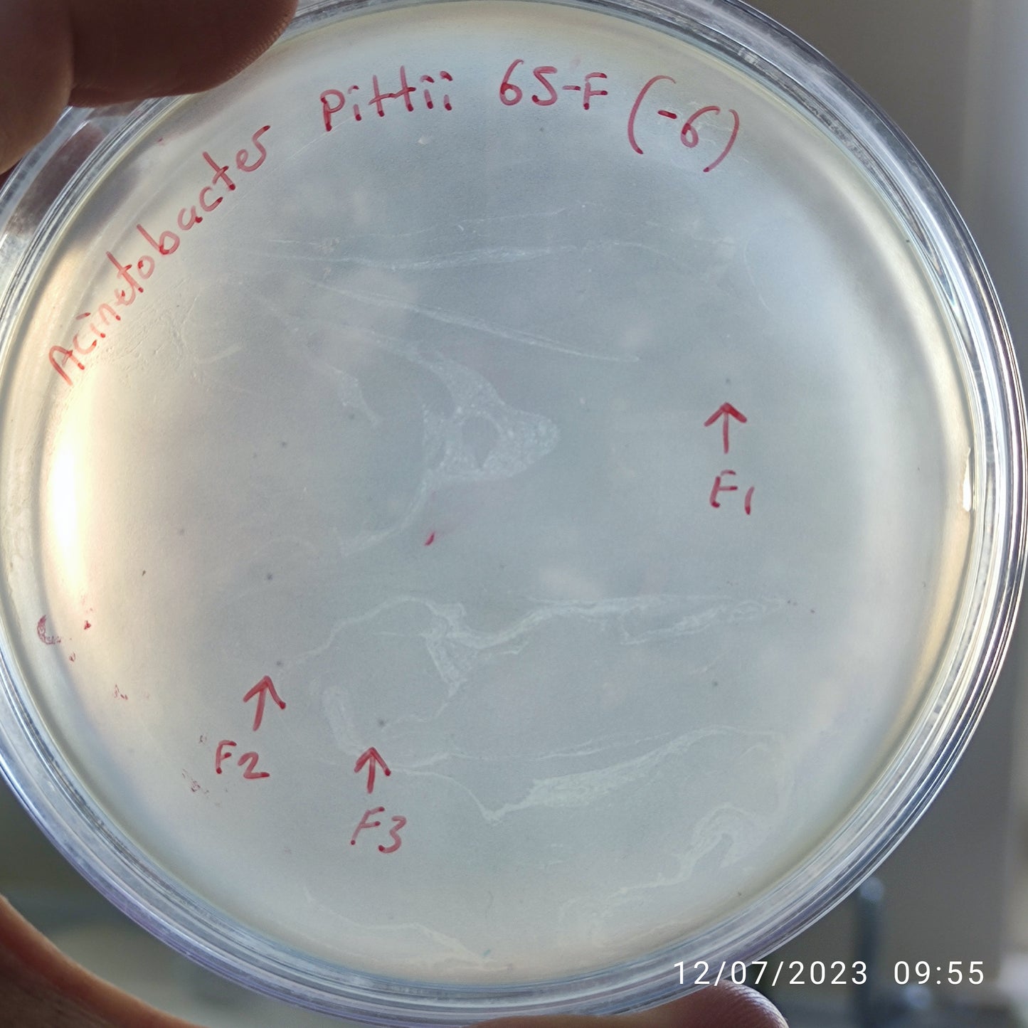 Acinetobacter pittii bacteriophage 128065F