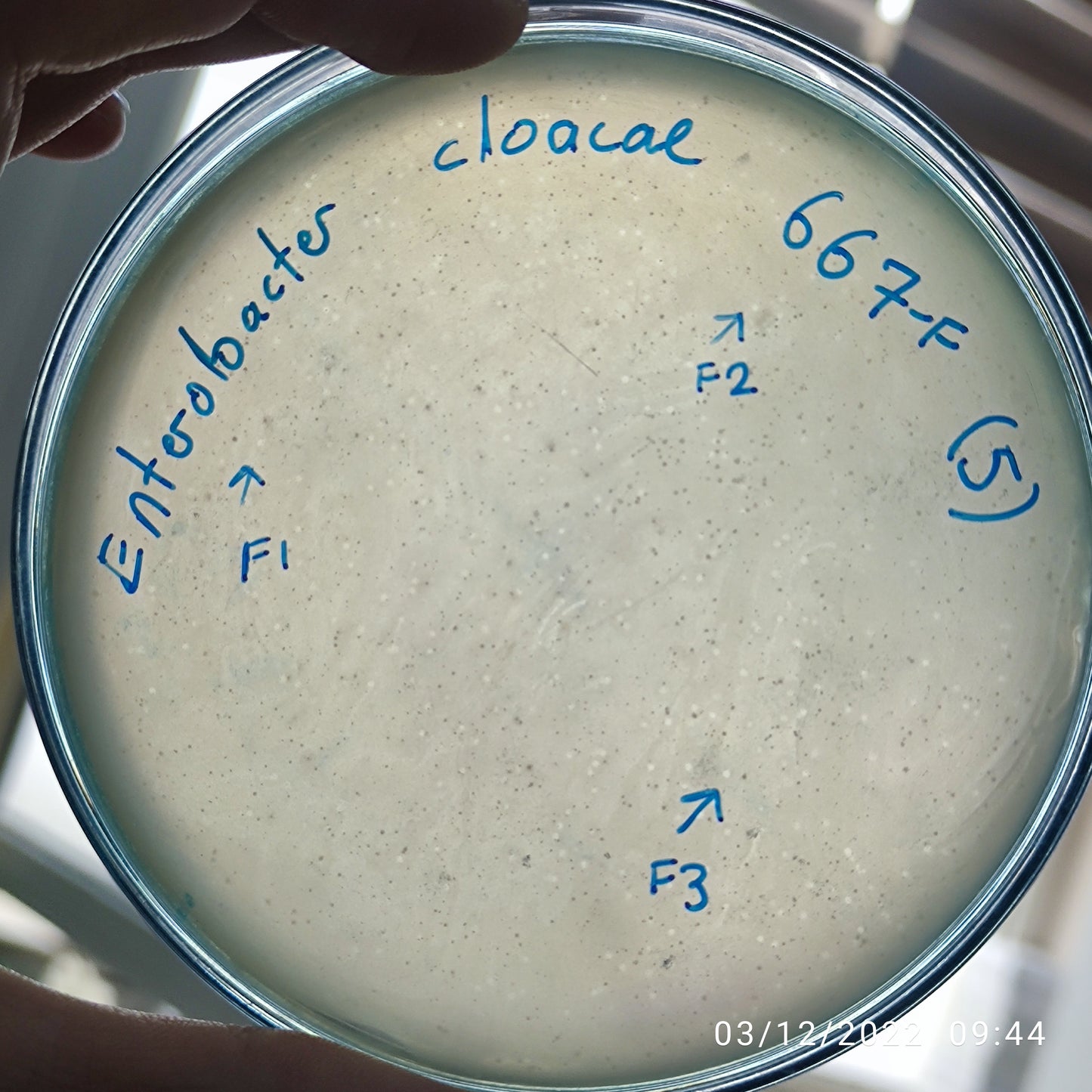 Enterobacter cloacae bacteriophage 200667F