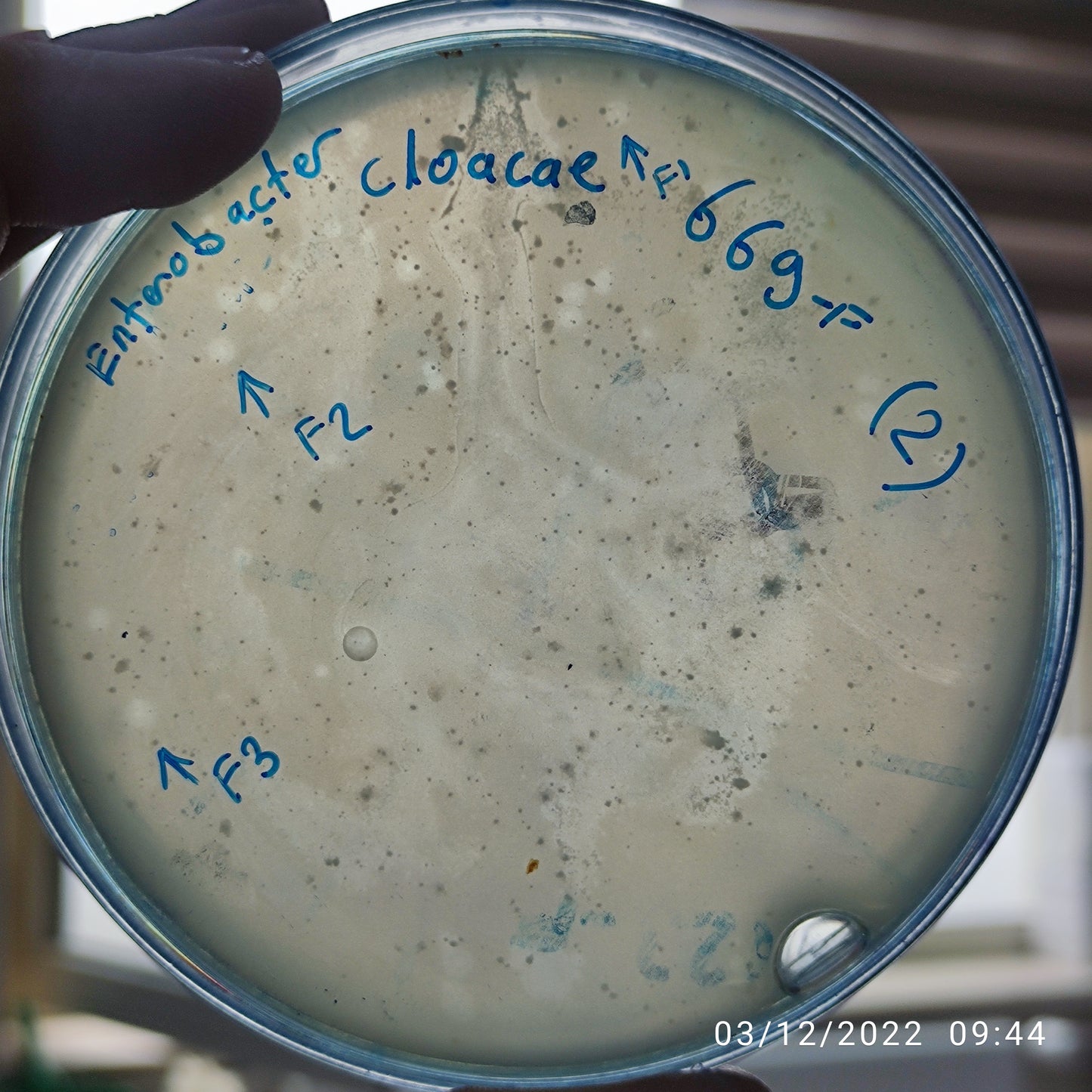 Enterobacter cloacae bacteriophage 200669F