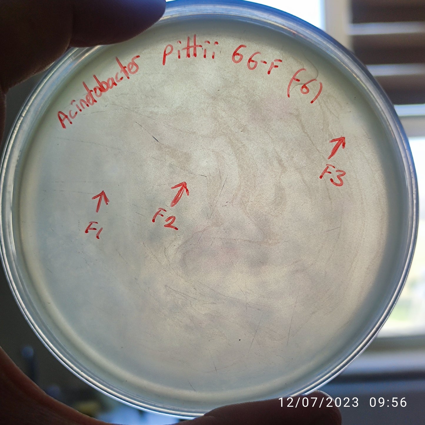 Acinetobacter pittii bacteriophage 128066F