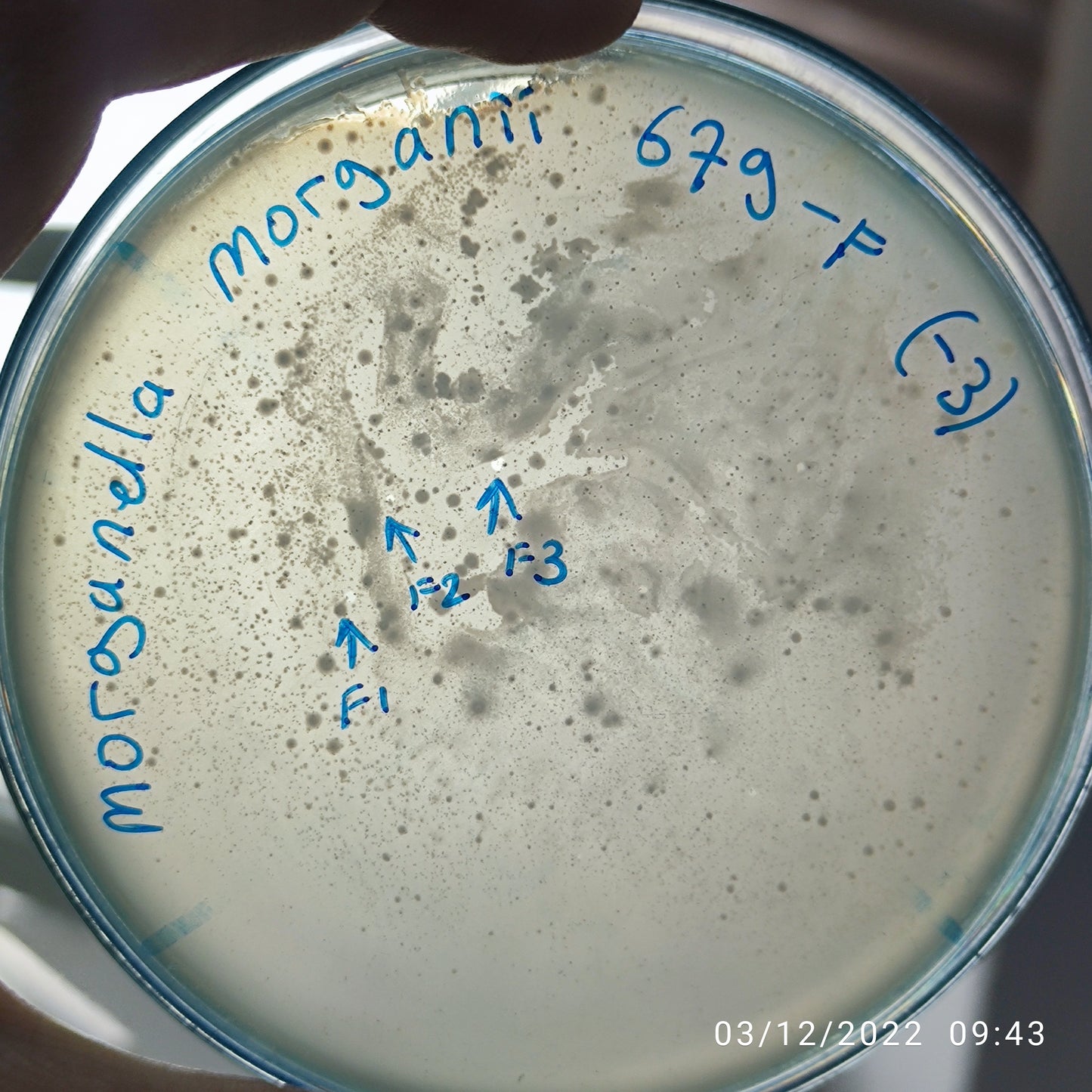 Morganella morganii bacteriophage 200679F