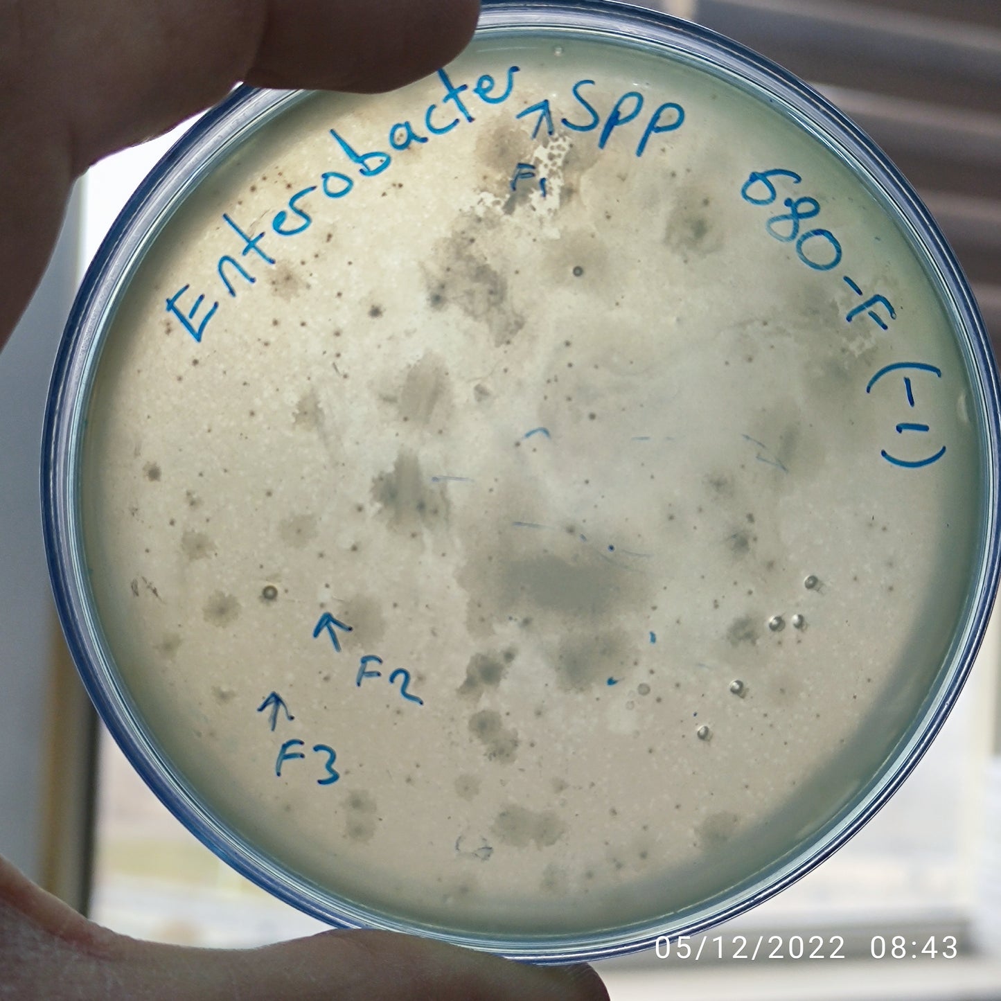 Enterobacter bacteriophage 200680F