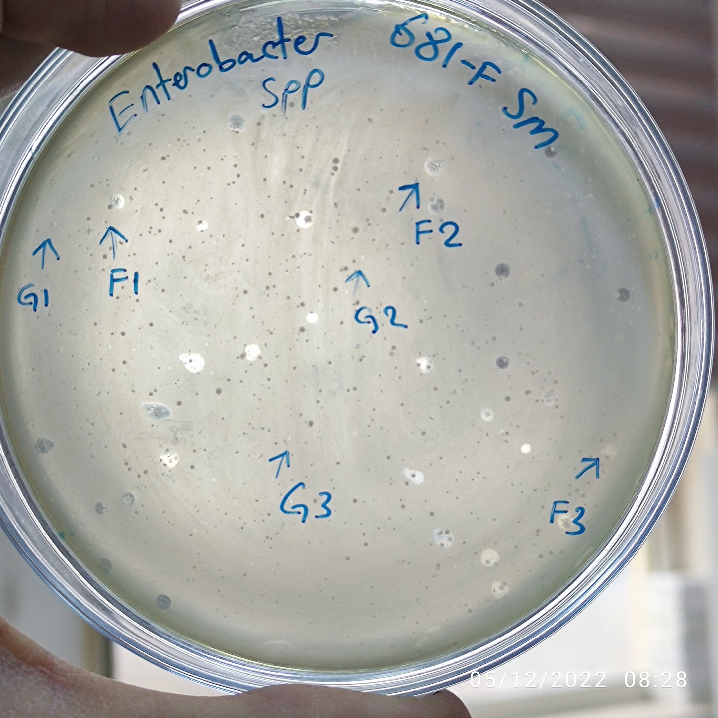 Enterobacter bacteriophage 200681F