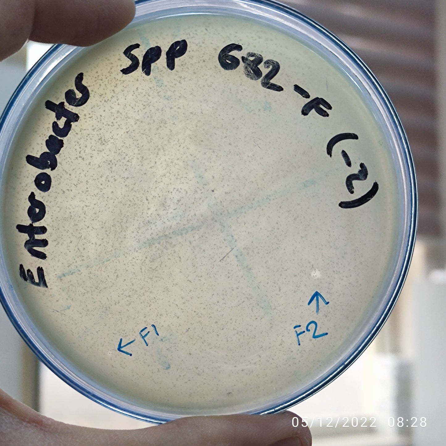 Enterobacter bacteriophage 200682F