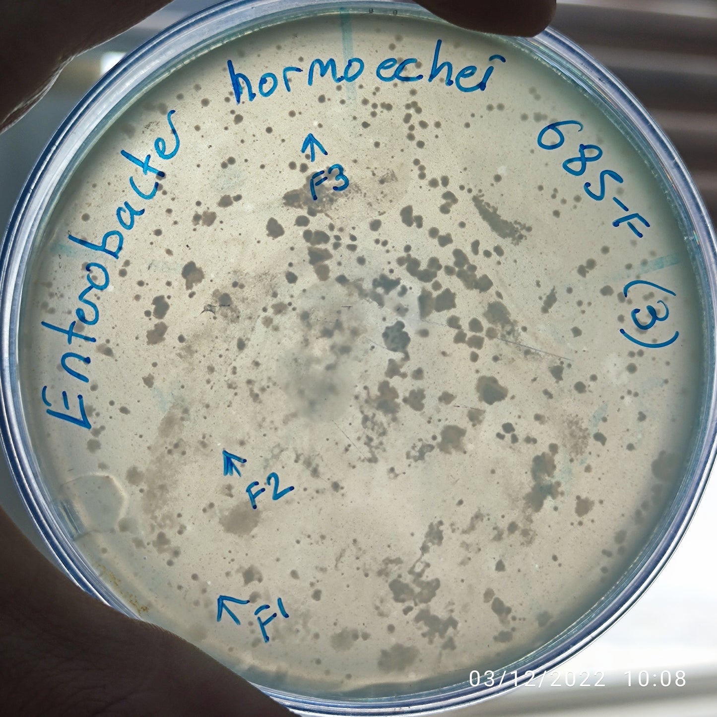 Enterobacter hormaechei bacteriophage 200685F