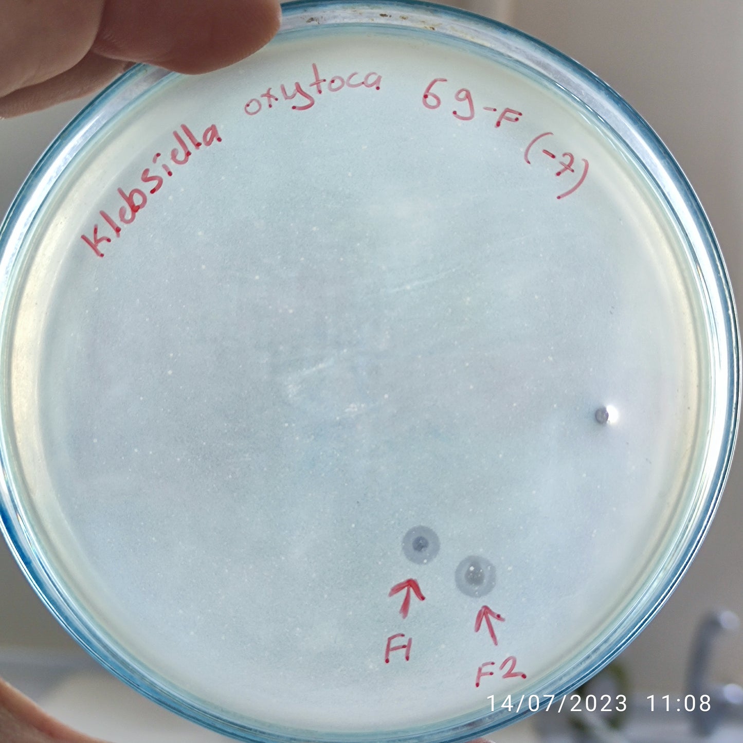 Klebsiella oxytoca bacteriophage 188069F