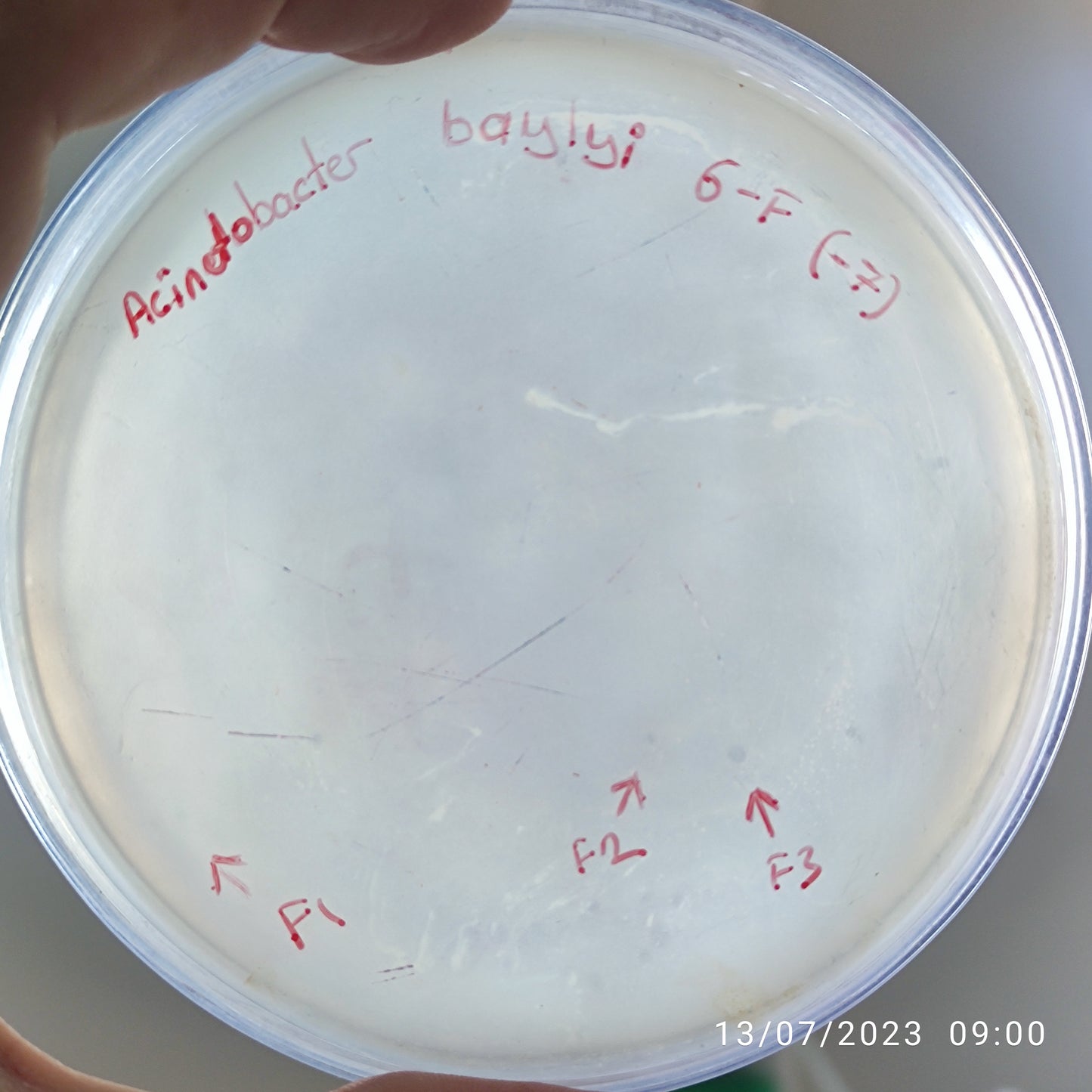 Acinetobacter baylyi bacteriophage 128006F