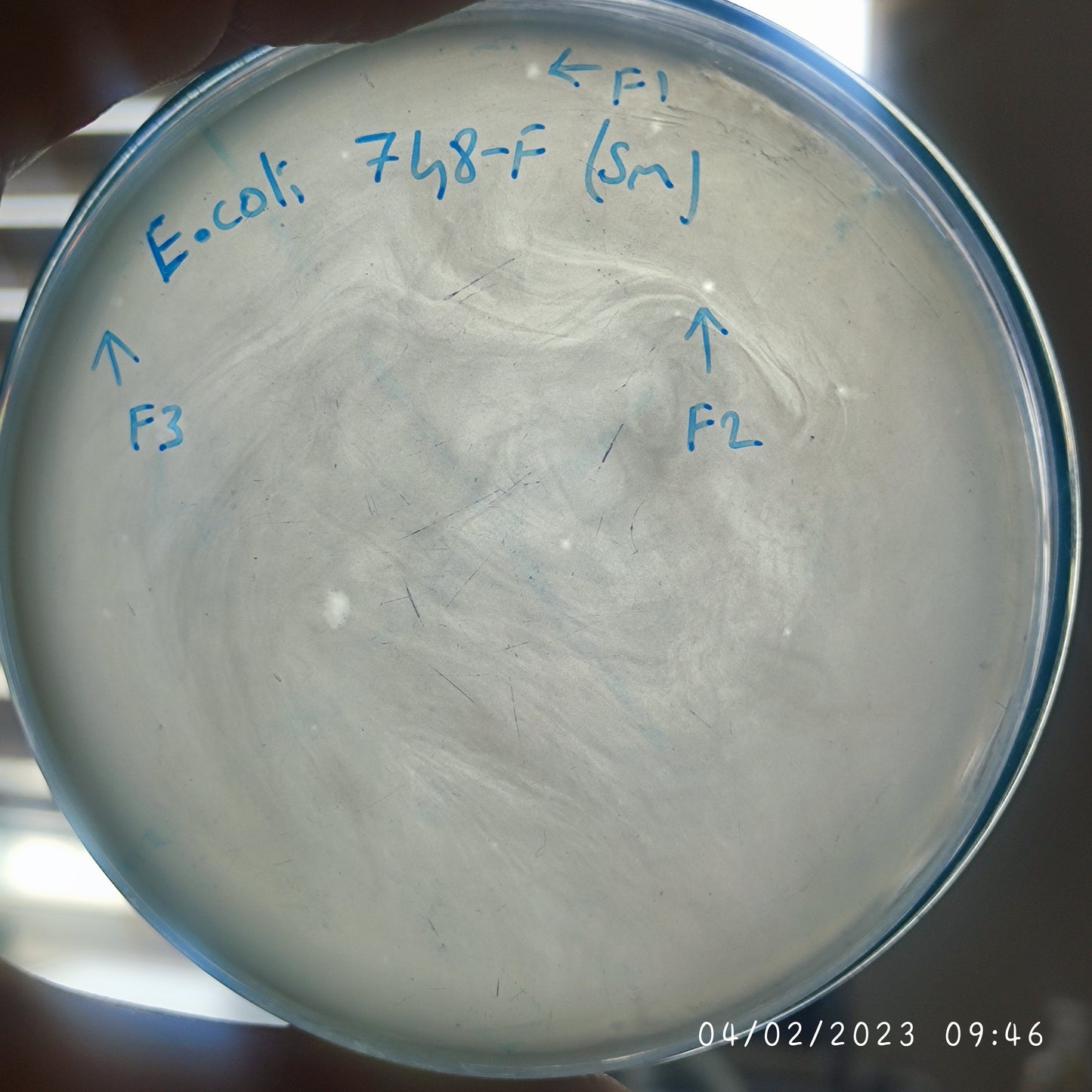 Escherichia coli bacteriophage 100748F