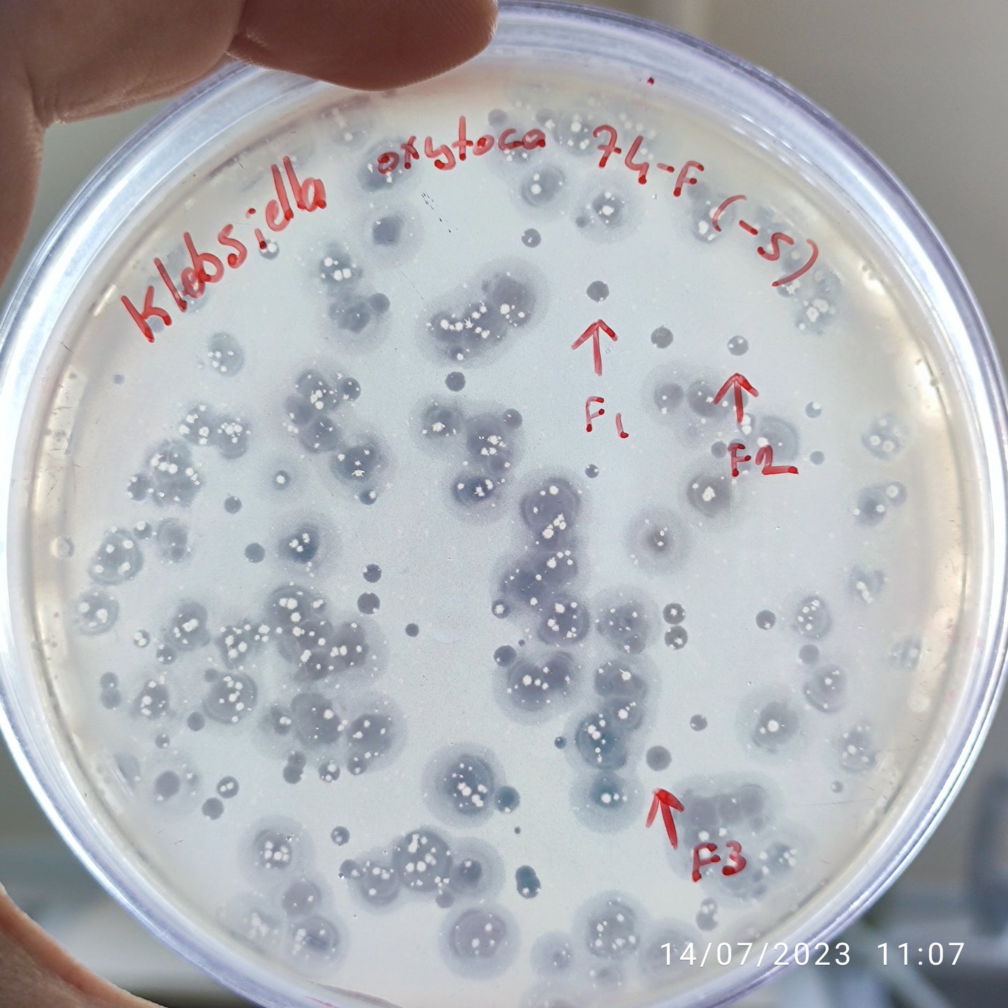 Klebsiella oxytoca bacteriophage 188074F