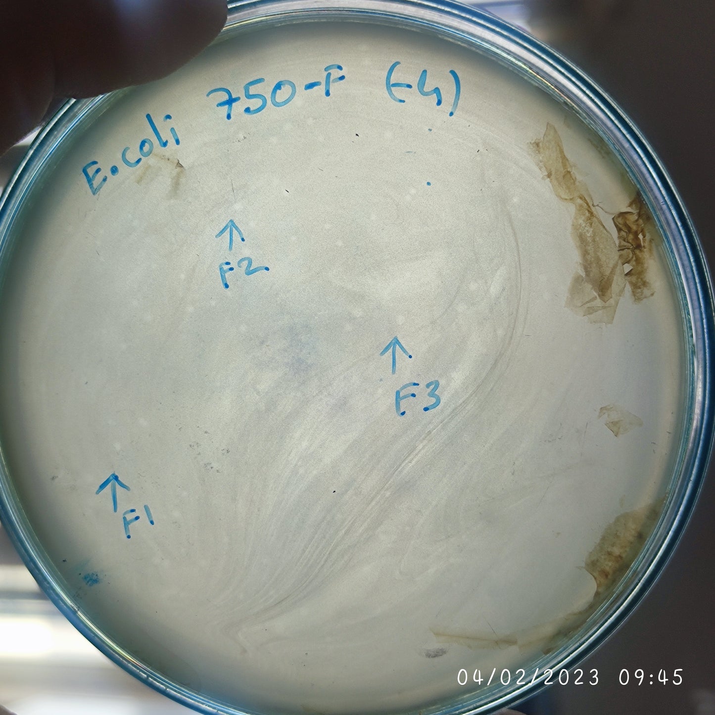 Escherichia coli bacteriophage 100750F