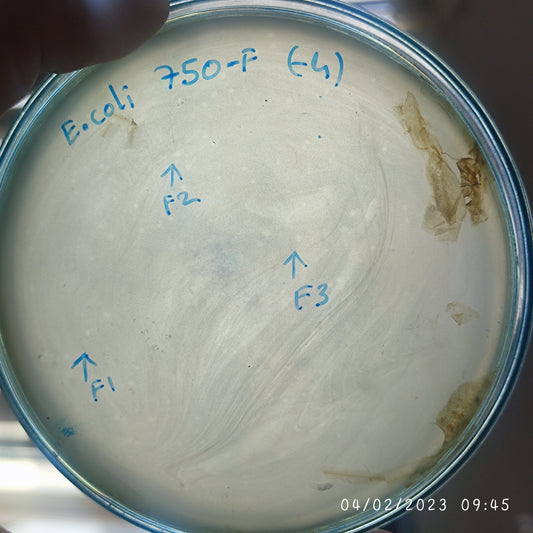 Escherichia coli bacteriophage 100750F