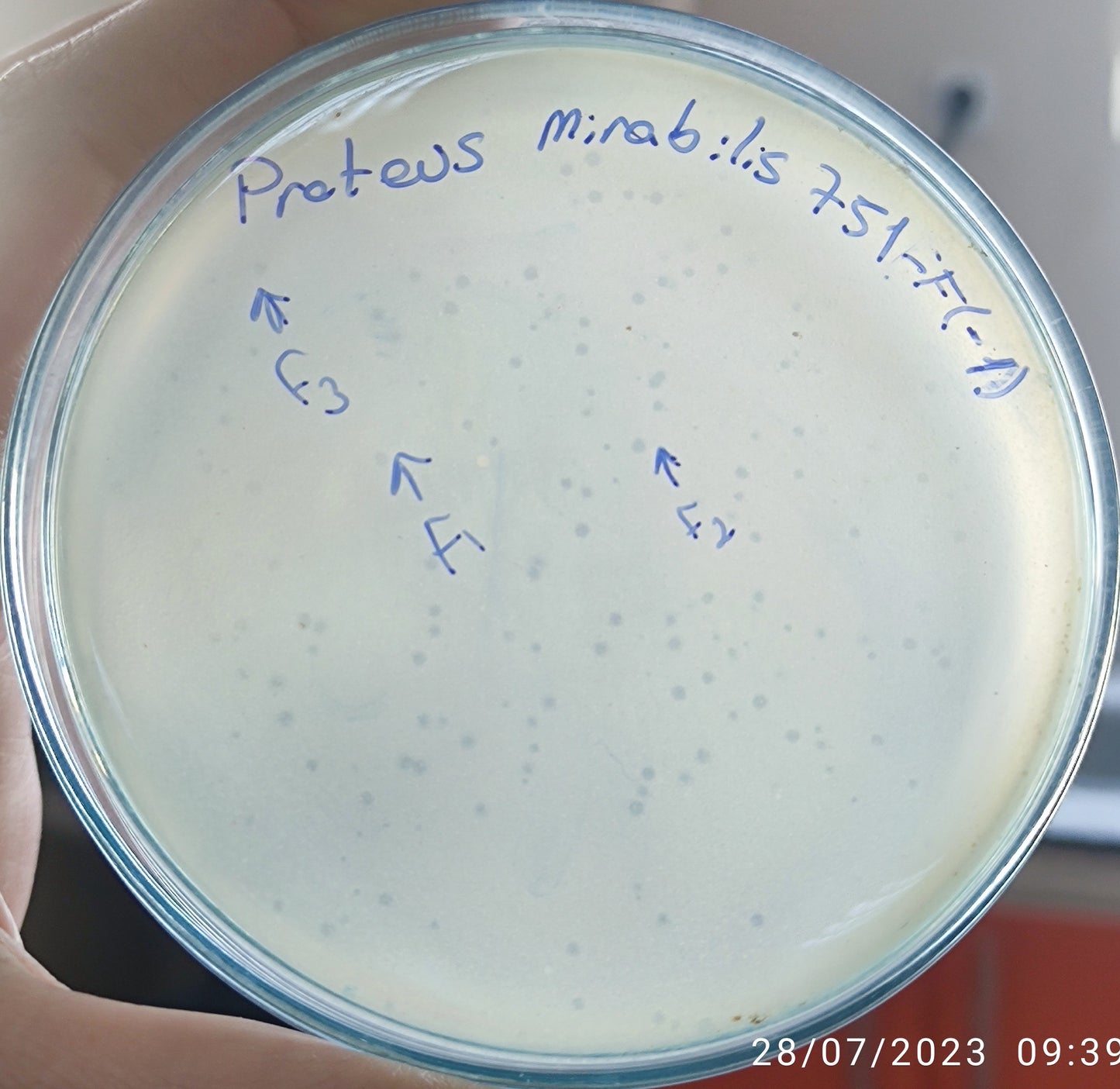 Proteus mirabilis bacteriophage 200751F