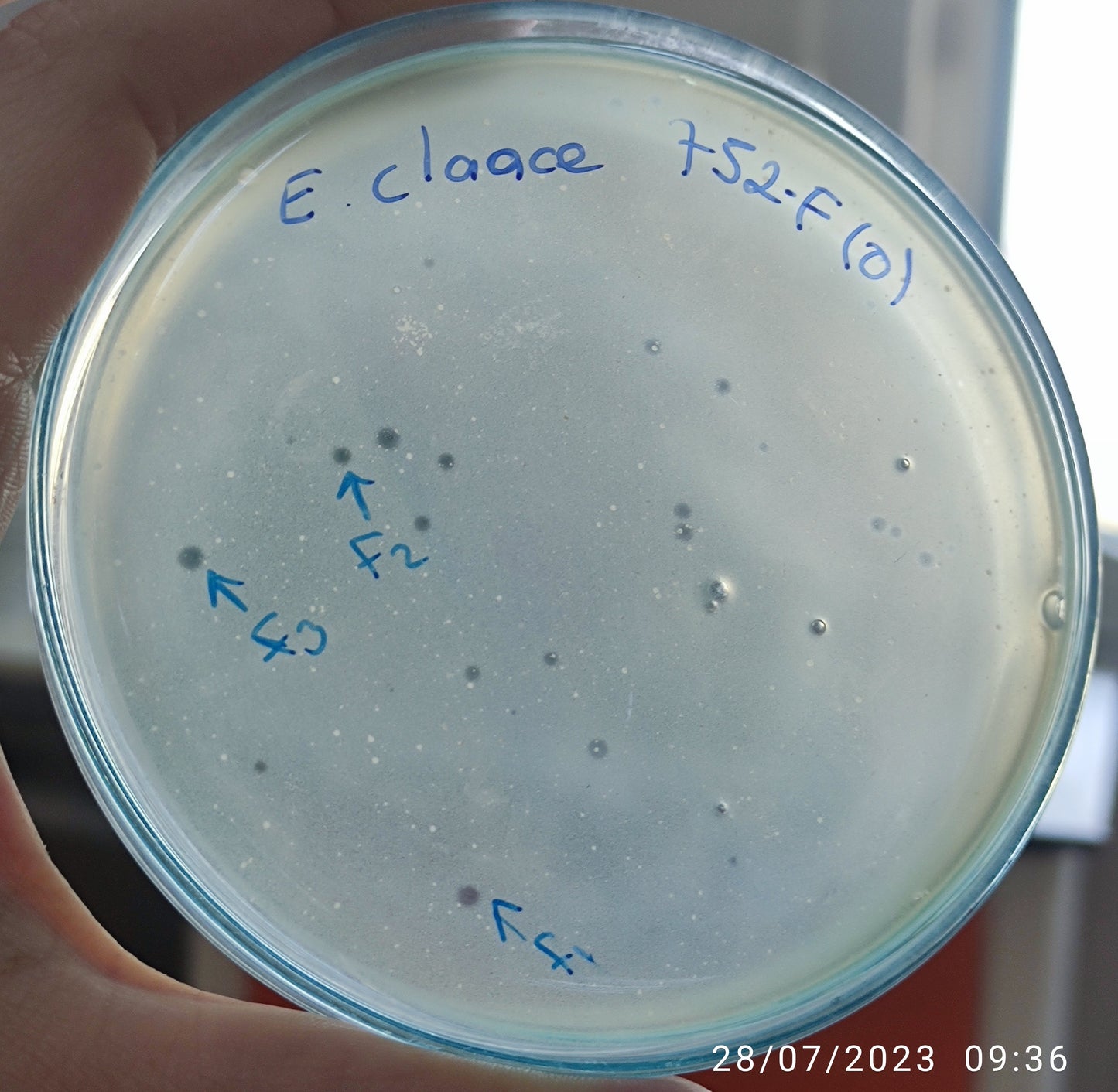 Enterobacter cloacae bacteriophage 200752F