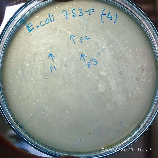 Escherichia coli bacteriophage 100753F