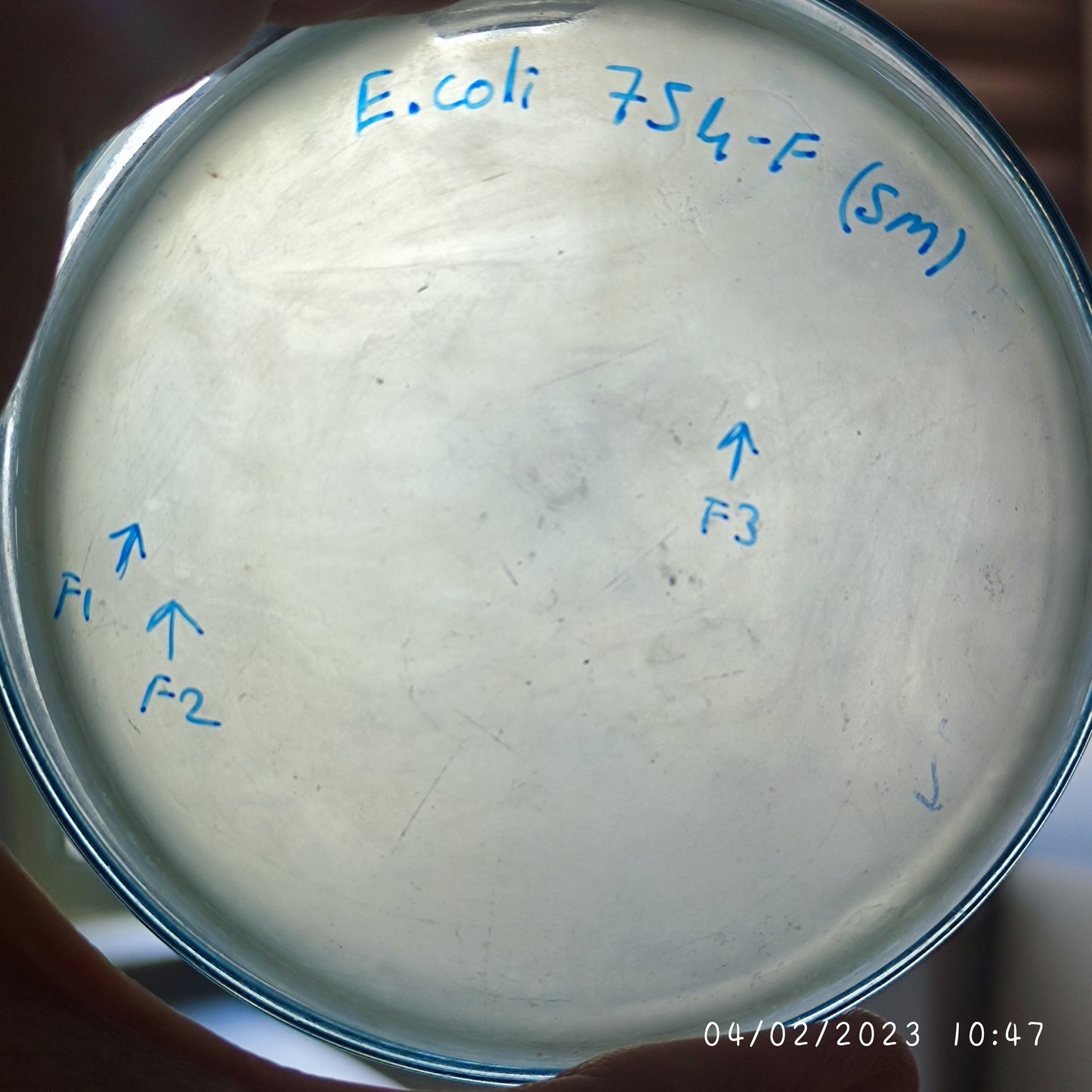 Escherichia coli bacteriophage 100754F