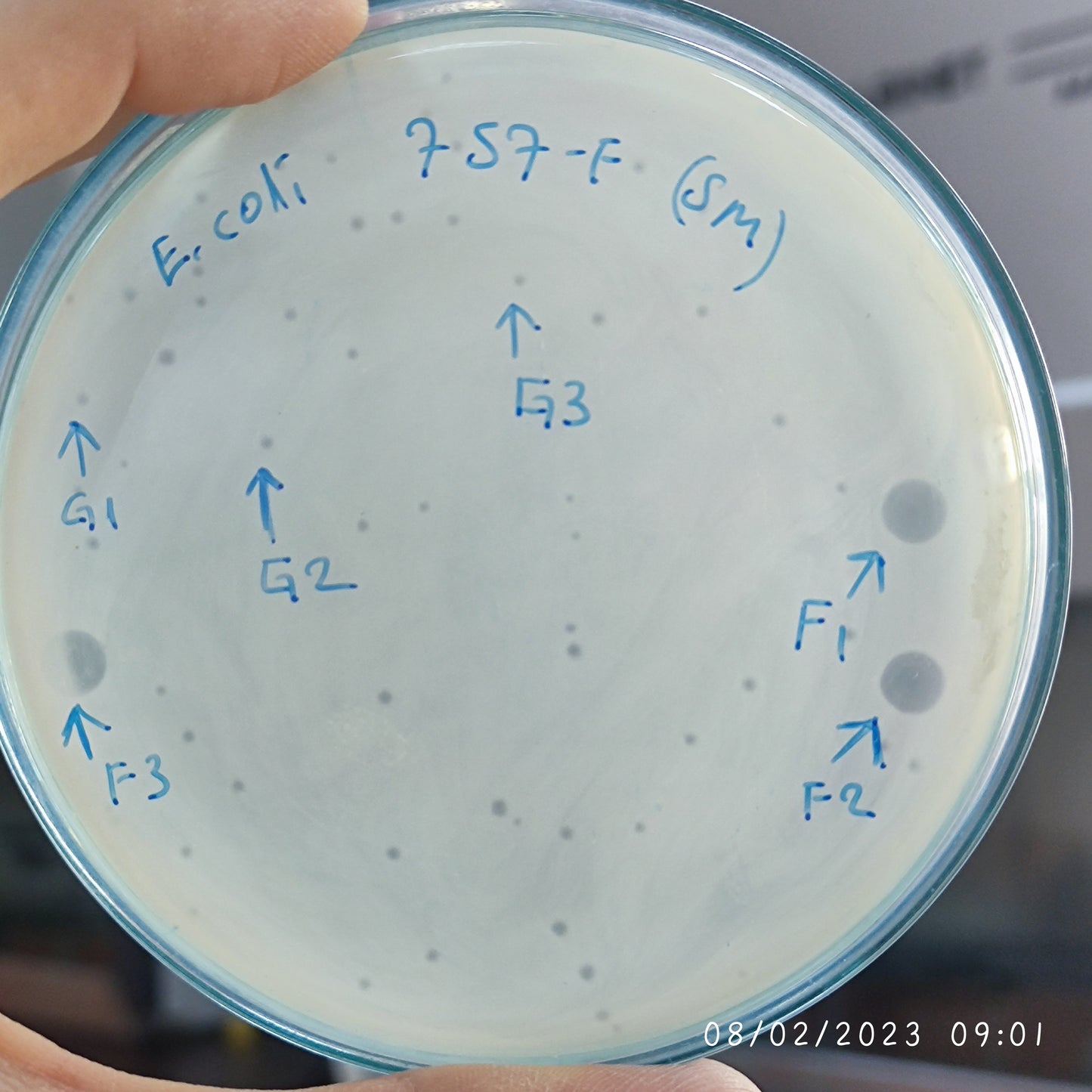 Escherichia coli bacteriophage 100757F