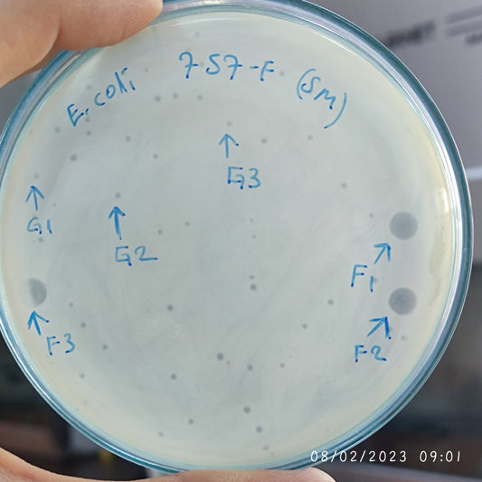 Escherichia coli bacteriophage 100757F