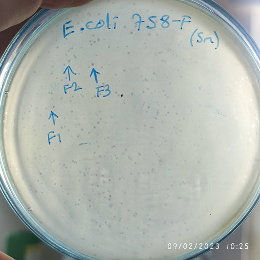 Escherichia coli bacteriophage 100758F
