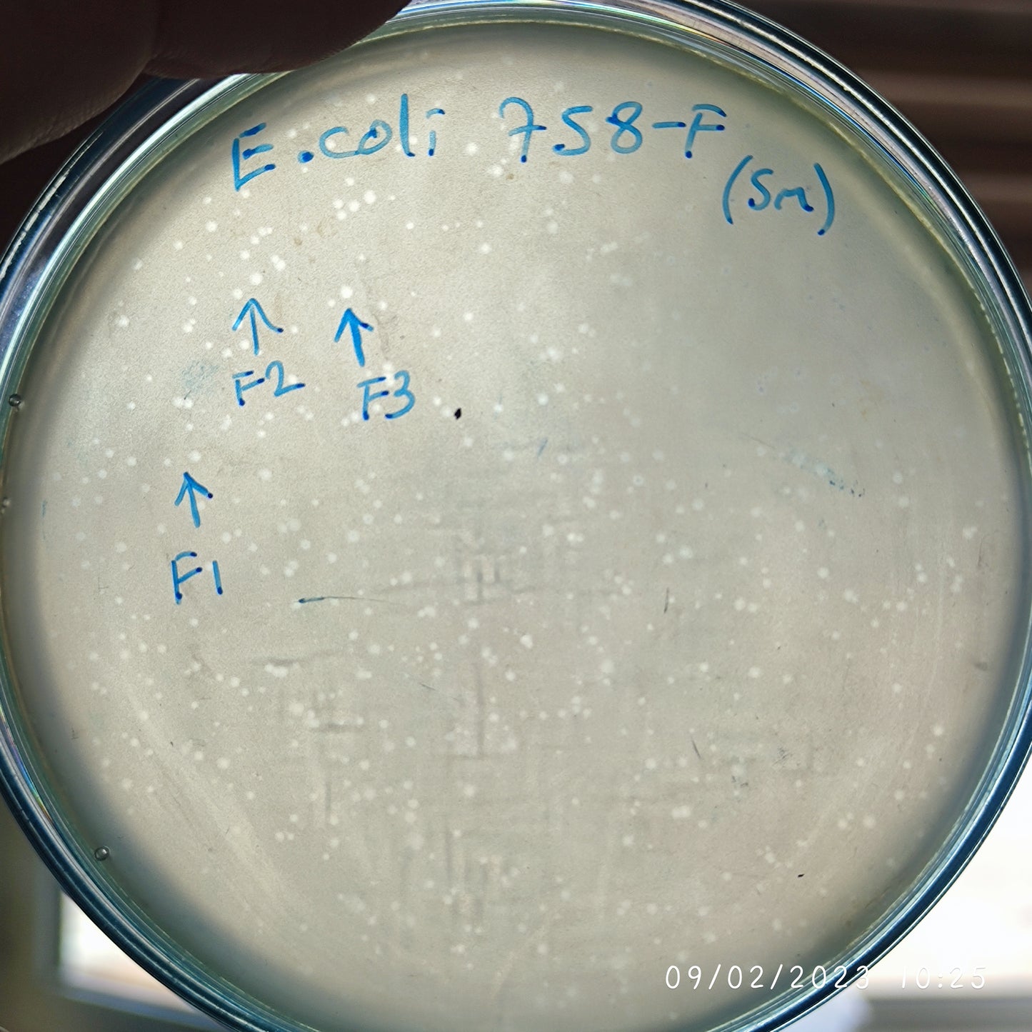 Escherichia coli bacteriophage 100758F