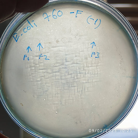 Escherichia coli bacteriophage 100760F