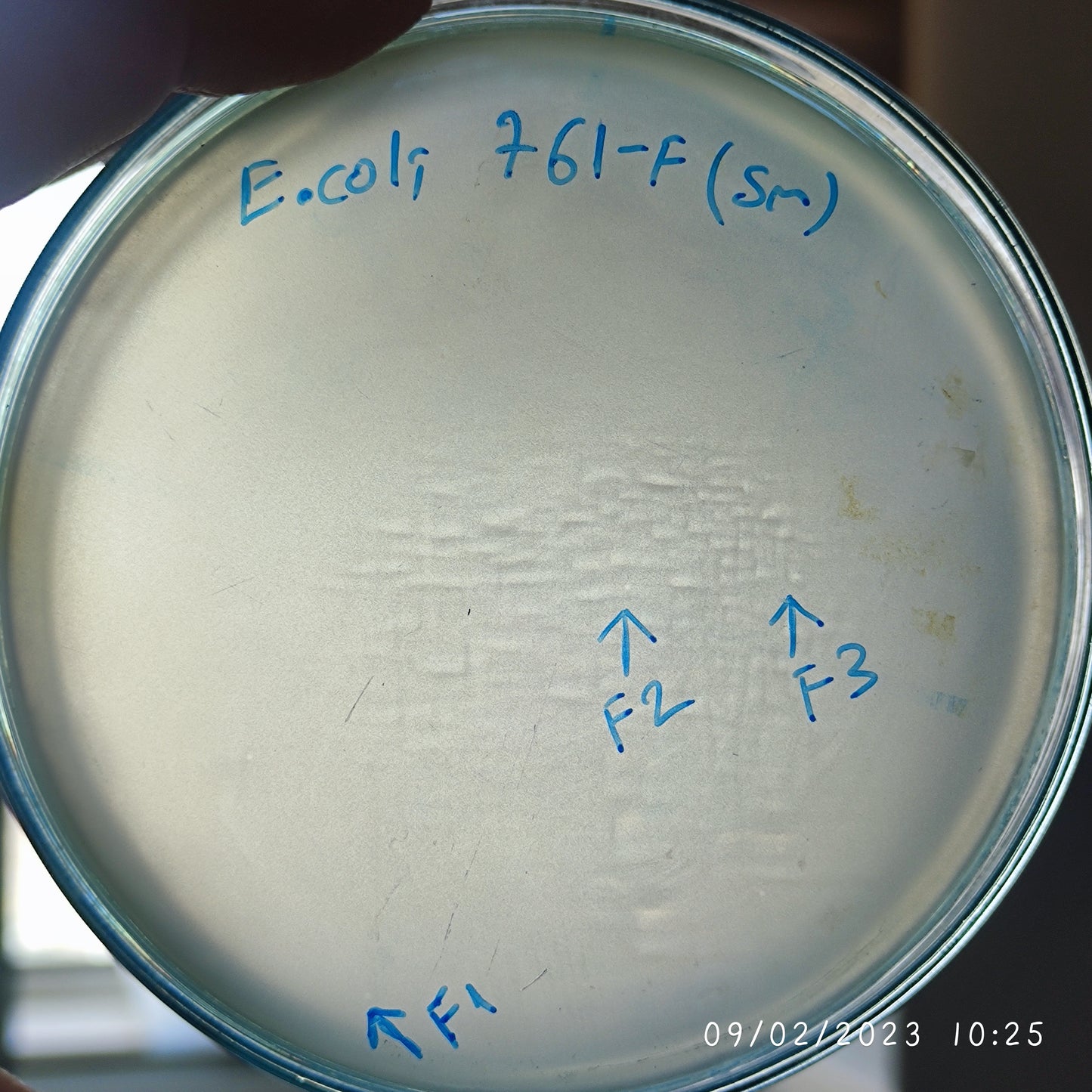 Escherichia coli bacteriophage 100761F