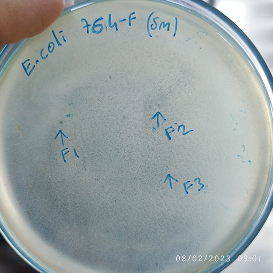Escherichia coli bacteriophage 100764F