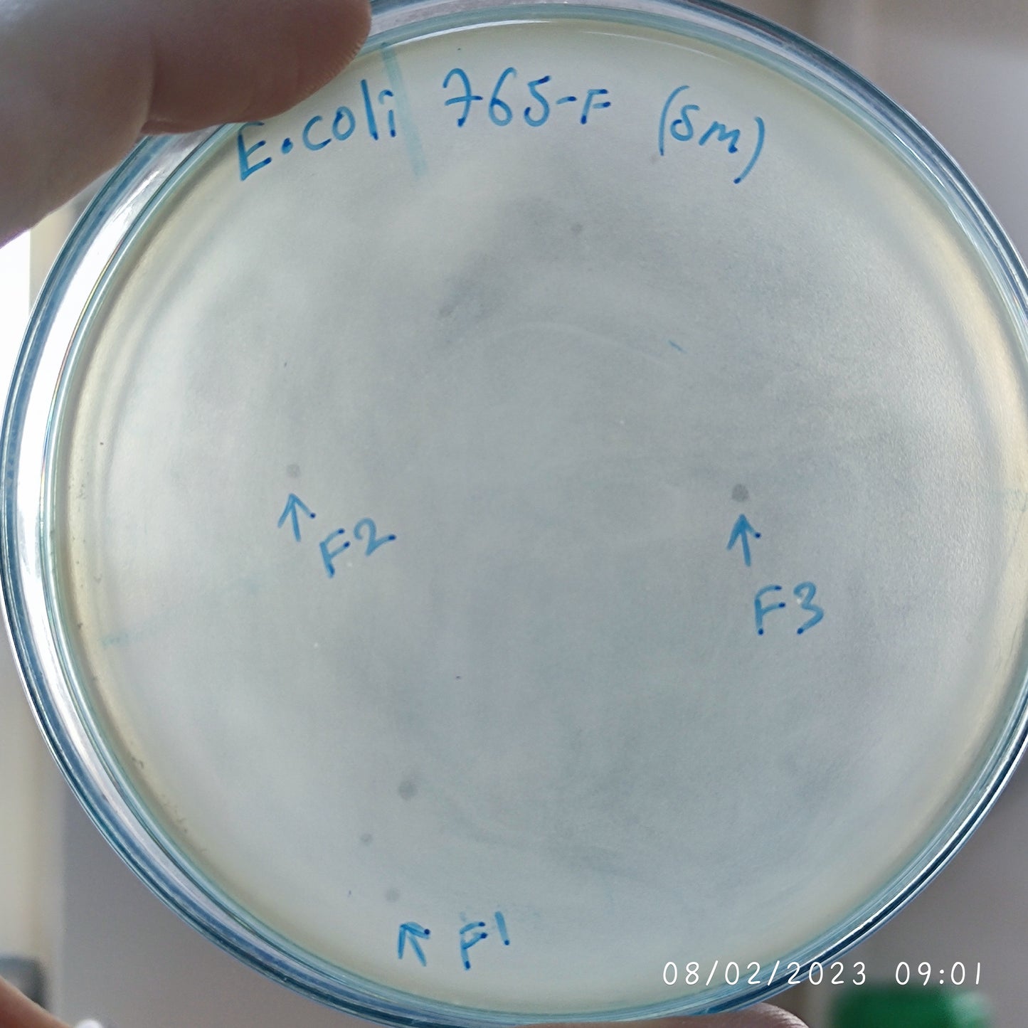 Escherichia coli bacteriophage 100765F