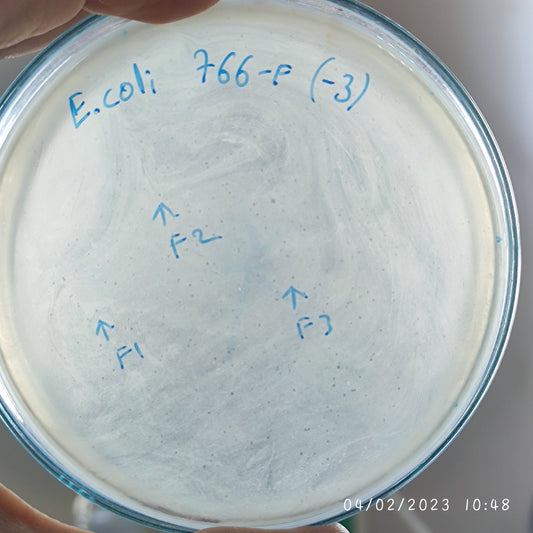 Escherichia coli bacteriophage 100766F