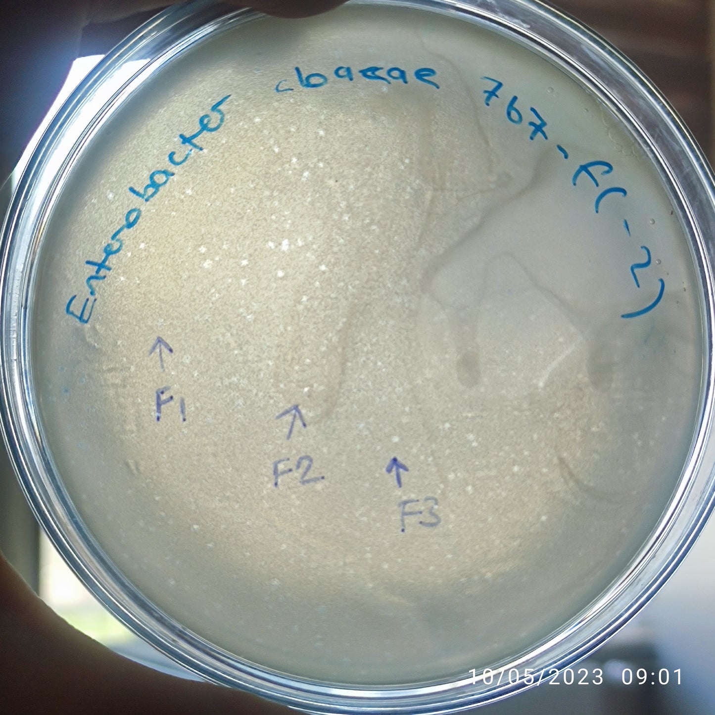 Enterobacter cloacae bacteriophage 200767F