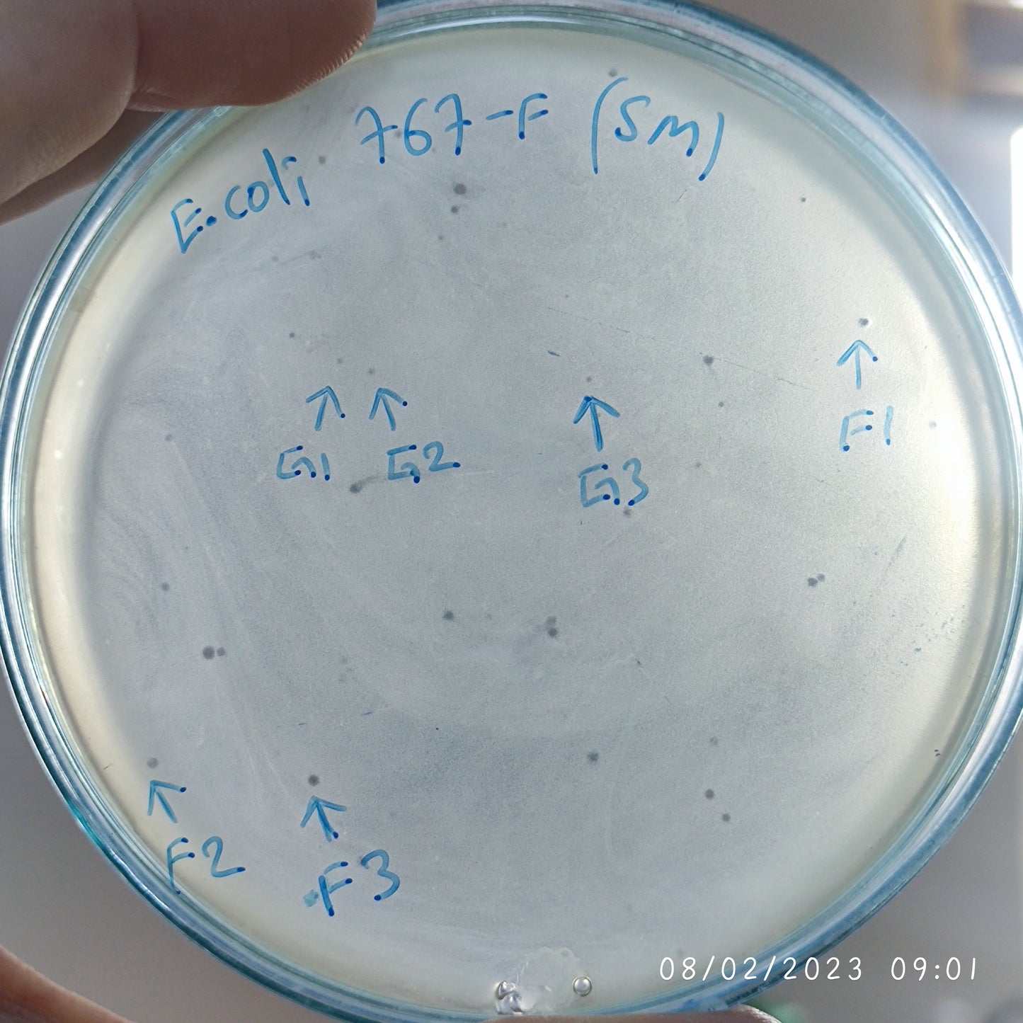 Escherichia coli bacteriophage 100767G