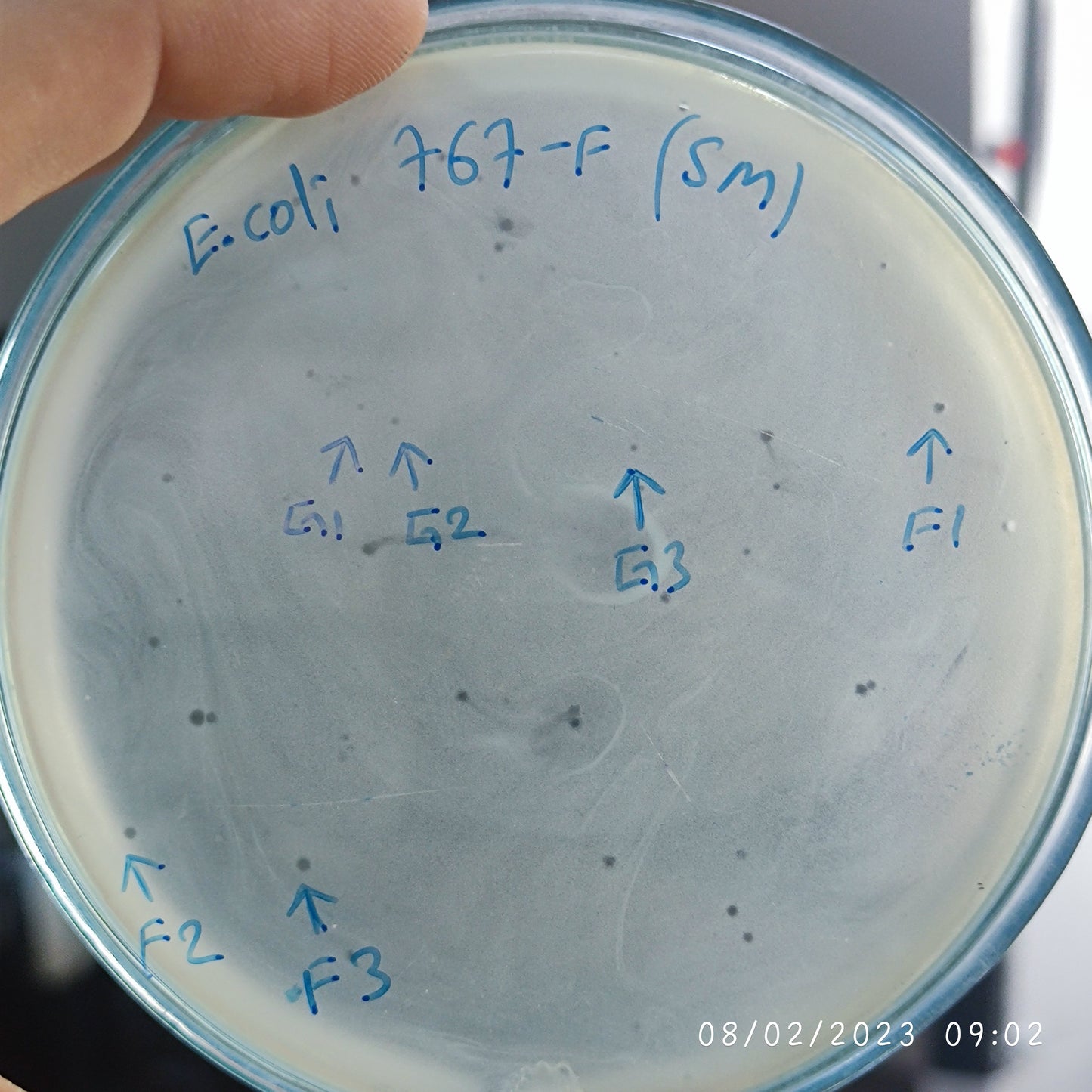 Escherichia coli bacteriophage 100767F