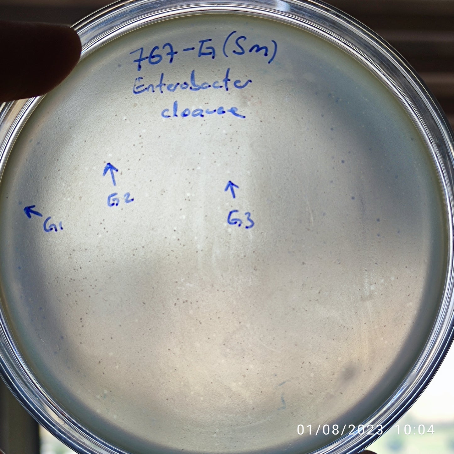 Enterobacter cloacae bacteriophage 200767G