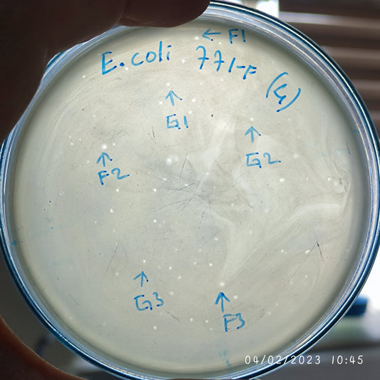 Escherichia coli bacteriophage 100771F