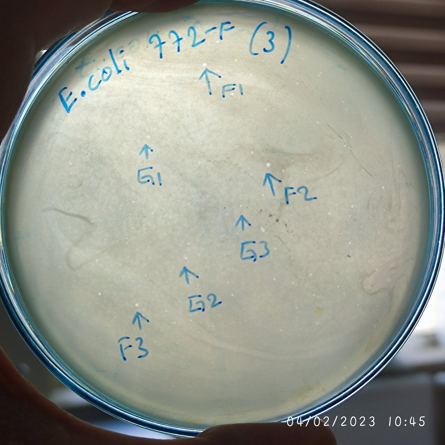 Escherichia coli bacteriophage 100772G