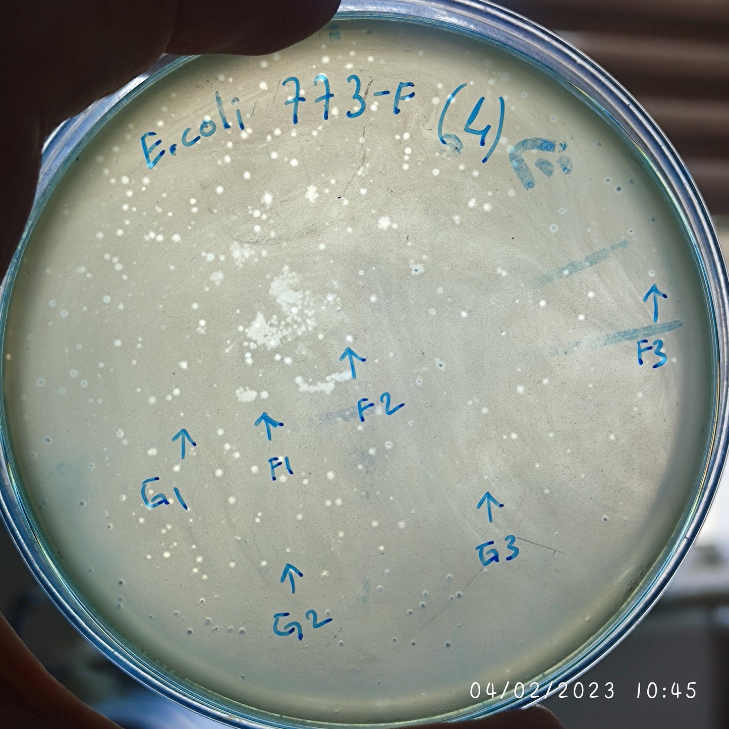 Escherichia coli bacteriophage 100773F
