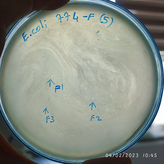 Escherichia coli bacteriophage 100774F