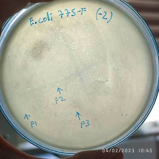 Escherichia coli bacteriophage 100775F