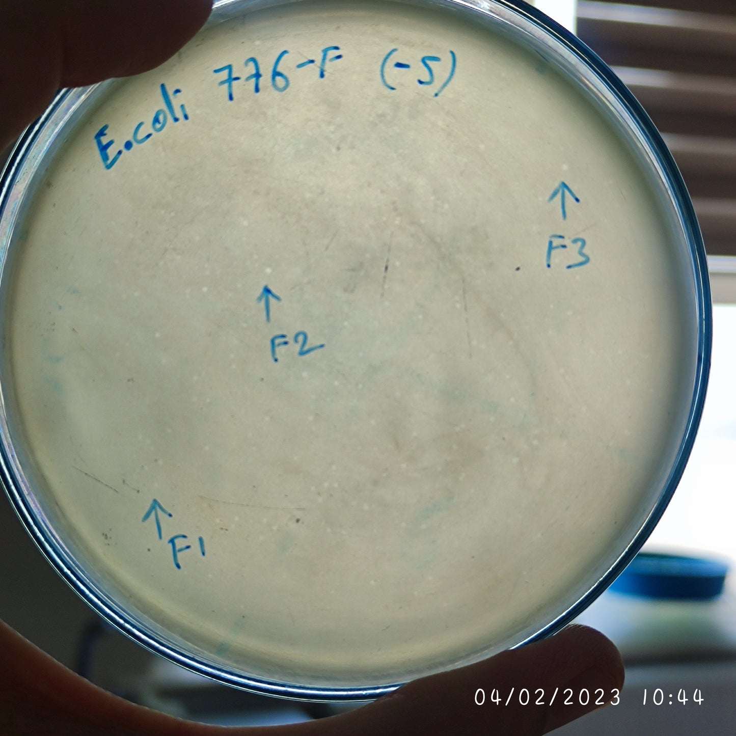 Escherichia coli bacteriophage 100776F