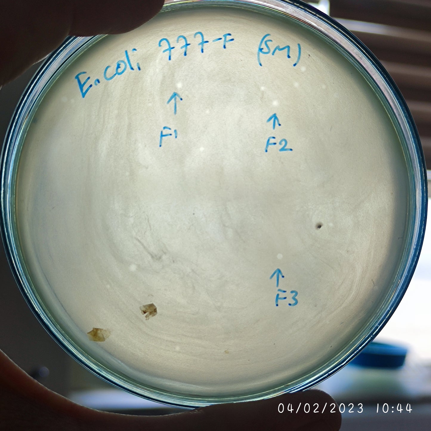 Escherichia coli bacteriophage 100777F