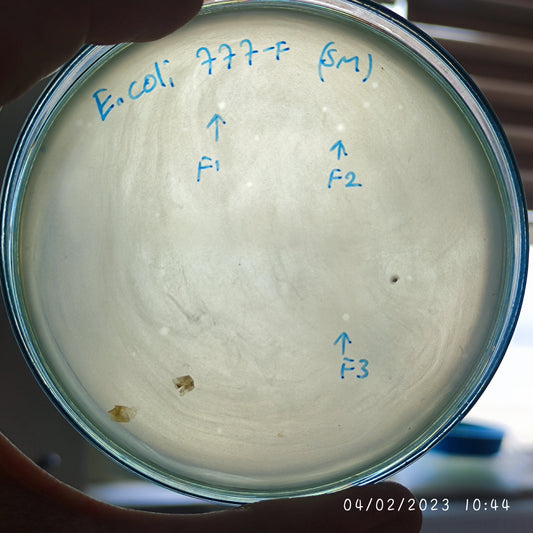 Escherichia coli bacteriophage 100777F