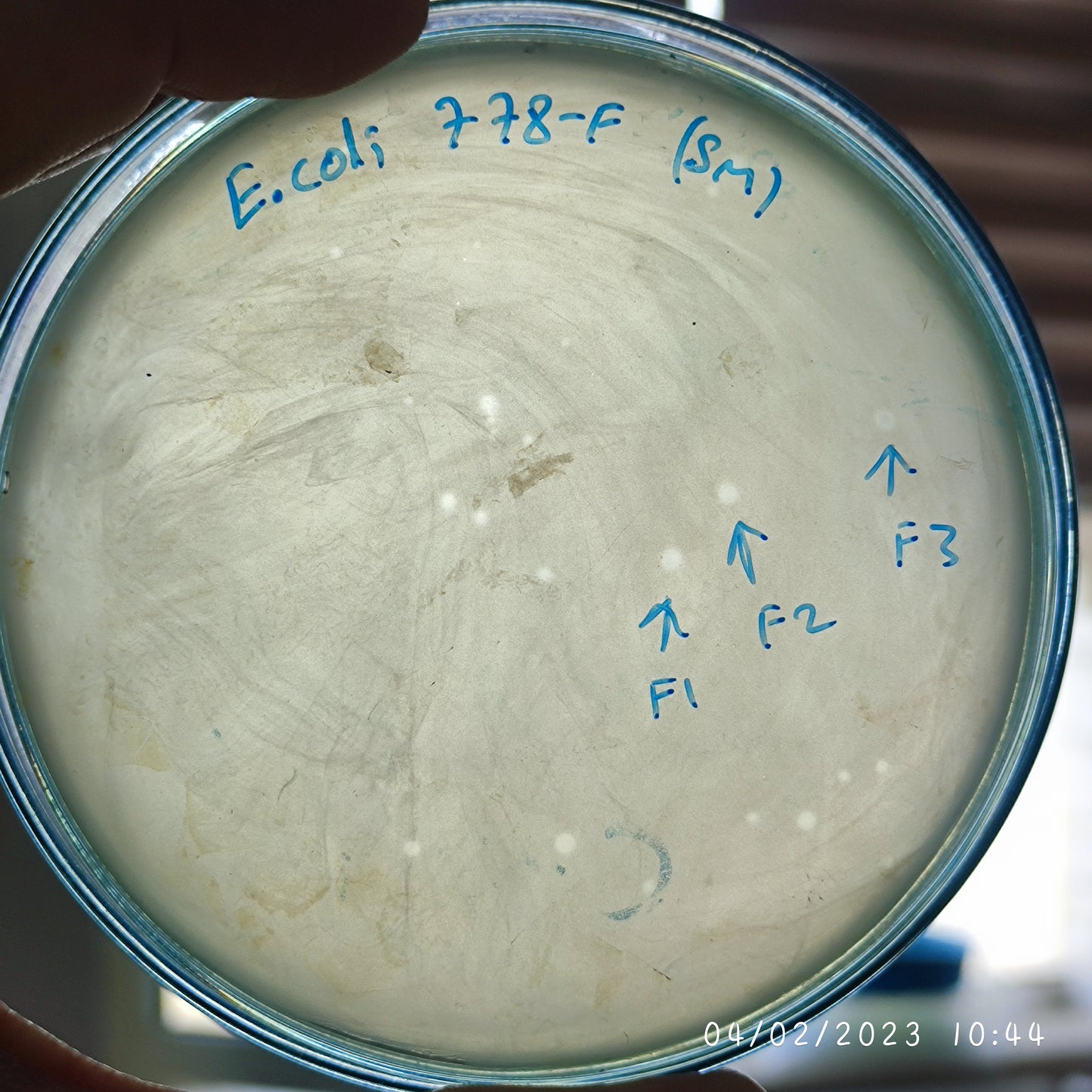 Escherichia coli bacteriophage 100778F