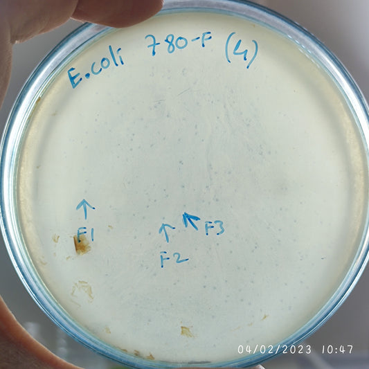 Escherichia coli bacteriophage 100780F