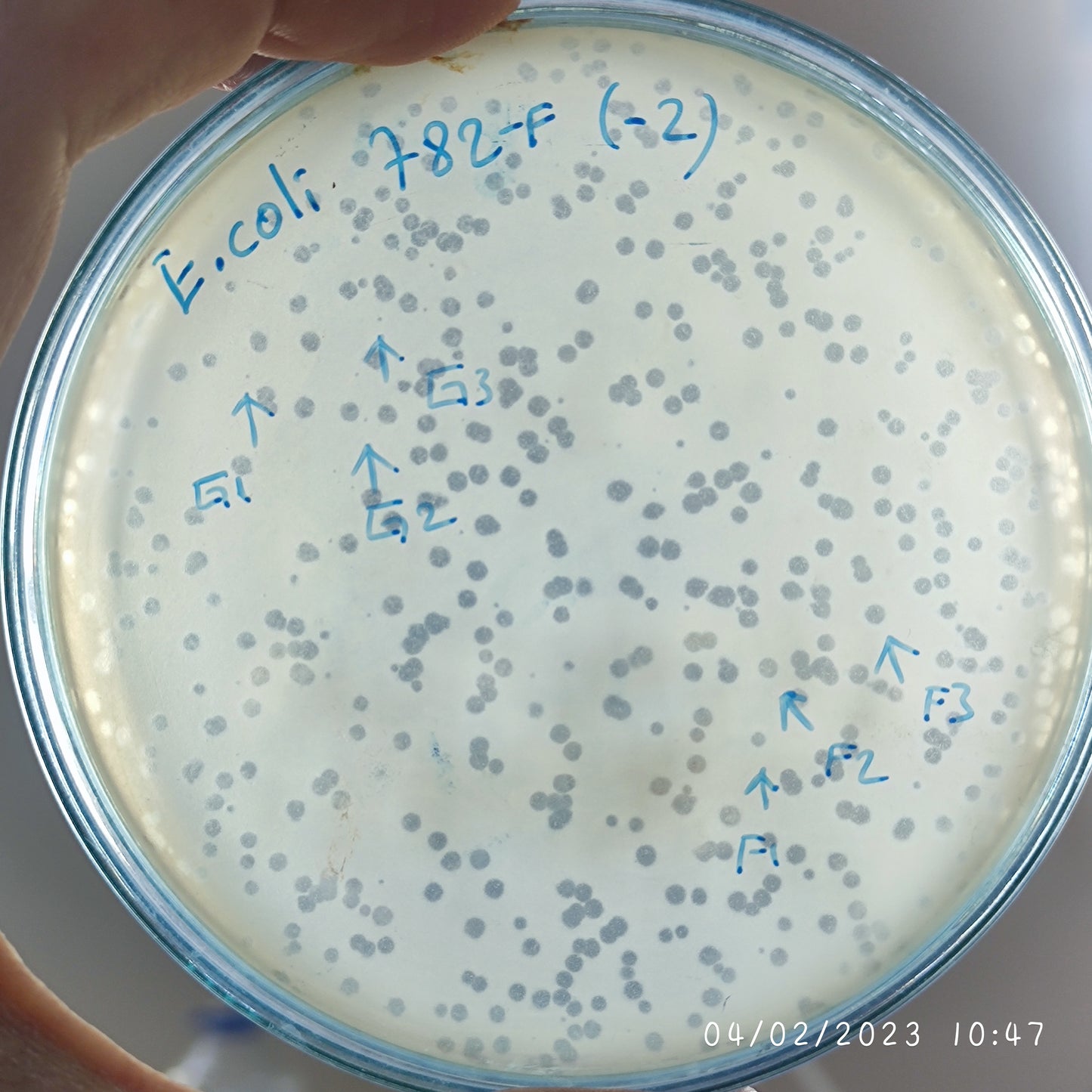 Escherichia coli bacteriophage 100782F